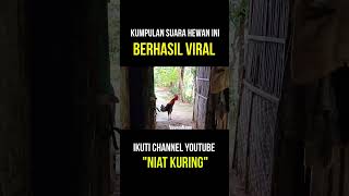 SUARA AYAM JAGO BERKOKOK DI PAGI HARI KUMPULAN VIDEO SUARA AYAM BERKOKOK Rooster Crowing [upl. by Modeerf922]