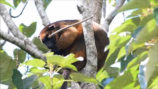 Lumholtz Tree Kangaroo  In the wild HD [upl. by Hollister208]