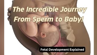 The Incredible Journey From Sperm to Baby  Fetal Development Explained pregnancyjourney [upl. by Nauqel]