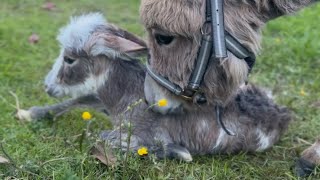 Naissance mise bas d’un ânon miniature  miniature donkey birth 2024 [upl. by Aleedis]