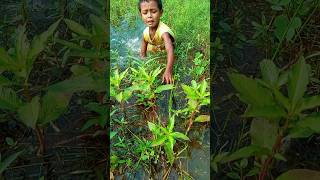 Shapla bill fish catching village fishing shorts fisherman amazingfish [upl. by Nahtnanhoj]