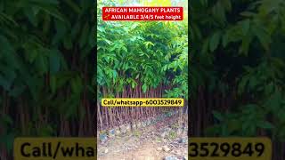 African Mahogany plants 🌱 mahogany mahoganywood maharashtra tamilnadu kerala farming shorts [upl. by Essirehc]