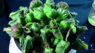 Cephalotus follicularis care  biweekly inspection – H09 10624 [upl. by On537]