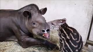 Tapirnachwuchs im Zoo Osnabrück [upl. by Eus]