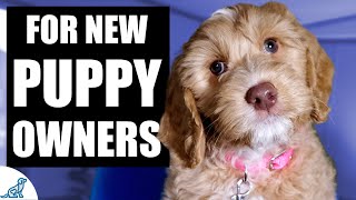 Your Complete First Week Puppy Training Plan [upl. by Eleinad389]