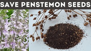 How to Save and Harvest Penstemon Seeds [upl. by Wey]