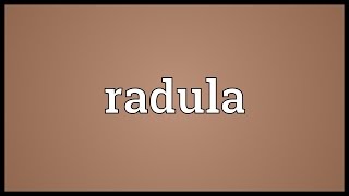 Radula Meaning [upl. by Anyal635]