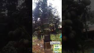 Spc products gardenmanagement gardenplants vairalshort agriculture [upl. by Nunciata16]