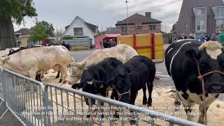 Belgium Blue The Cow Breed  In a Yearly Traditional Market in Belgium [upl. by Alodee]