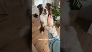 10 einfache Hundetricks 🐶 hundetricks hundebeschäftigung [upl. by Ashjian]