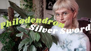 All About My Philodendron Silver SwordHastatum  How I Care For It [upl. by Gertruda]