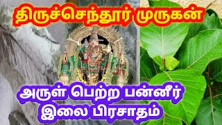 Tiruchendur paneer Ilai vibhuti famous Murugan prasadam திருச்செந்தூர் பன்னீர் இலை பிரசாதம் S4MASS [upl. by Anelrihs]