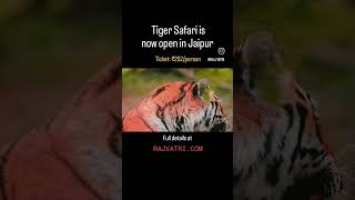 Now enjoy Tiger Safari in Jaipur tigersafari [upl. by Layman]