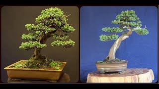 BONSAI DE CONÍFERAS  DIFERENÇA ENTRE AS ESPÉCIES  AULA COMPLETA [upl. by Hooge359]