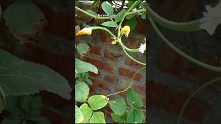 Beans plant 🌱lagayehow to easily grow beans plantsgardening nature [upl. by Norbel]