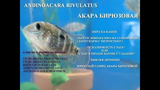 Акара Бирюзовая От икринки до взрослой особи Andinoacara Rivulatus [upl. by Aba]