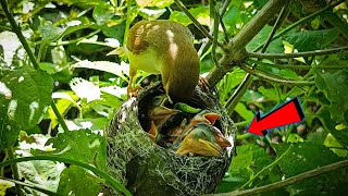 Yellow eyed babbler bird babies are in poor condition birdswithme107 [upl. by Notla]