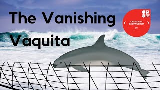 The Vanishing Vaquita [upl. by Wj]