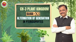 Alternation of Generation in Pteridophytes  Ch3 Plant Kingdom  Class 11  Bio by Gulab Sir [upl. by Ellehsad952]