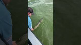 My Best Musky 🐬 Being Released Back To The Lake ❤️ [upl. by Mac]