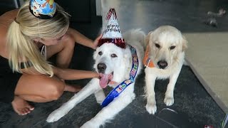 KODAS THIRD BIRTHDAY Super Cooper Sunday 65 [upl. by Efioa]