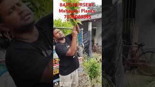 BAPS NURSERY MAHAGONI PLANTS  7076085395 viralvideo forest gardenplantsnursary agriculture [upl. by Aikim]