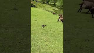 Italian Greyhound ￼first time meeting sheep greyhounddog greyhound iggy greyhoundlove doglife [upl. by Bander]