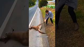 I found a kangaroo lying on the road sorts sortvideo sort [upl. by Aneen396]