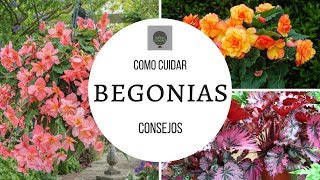 COMO CUIDAR BEGONIAS  TIPS DE UN CORRECTO CULTIVO [upl. by Sinne]