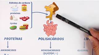 GLUCÓLISIS paso a paso Bioquímica [upl. by Nivak]