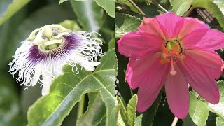 Different types of passionfruit for cool climates [upl. by Lada264]