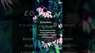 Naturally boost your immunity this winter with Echinacea 💚 I love Vogel echinace throat spray [upl. by Akenaj]