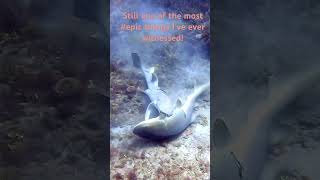 nurseshark mating shark sharks nature naturelovers ocean oceanlife sharkdiving scubadiving [upl. by Nylasoj]