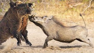 Wild Boar Tore Apart African Warthog In Battle [upl. by Akinuahs122]