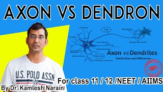 Difference between dendrite and axon I Axon Vs Dendron By DrKamlesh Narain [upl. by Lewie]