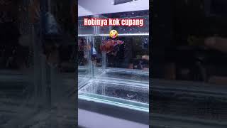 Jaya terus betta fish Indonesia music cover music ikan bettafish ikanhias aquarium betta 1k [upl. by Asirehc119]