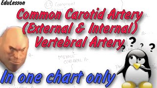 Common Carotid Artery External amp Internal Carotid Artery Vertebral Artery [upl. by Okiek]