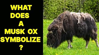 WHAT DOES A MUSK OX SYMBOLIZE [upl. by Klockau]