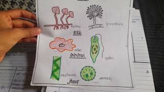 BEd lesson planजीव विज्ञान पाठ योजनाTopic suchm jeevपाठ योजना सूक्ष्मजीवmicroscoping organism [upl. by Steinway]