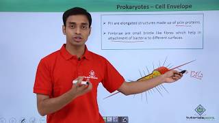 Class 11th  Prokaryotes  Cell Envelope and Modifications  CellThe unit of Life  Tutorials Point [upl. by Ettennek]