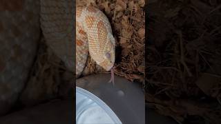 Funny Hognose Drinks Water from a Droplet [upl. by Dionis]