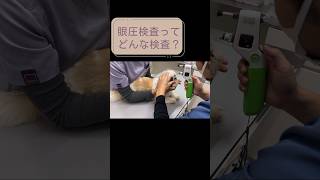 眼圧検査ってどんな検査？動物病院 トイプードル 癒しわんこ シーズー dog 眼圧可愛いわんこ [upl. by Pollard]