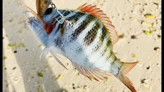 s18ep8Fishing in Mauritius with Rapala Original F07 amp various lures [upl. by Einahpad]