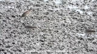 Whimbrel  Chiu S C DSCN1308 [upl. by Pohsib]