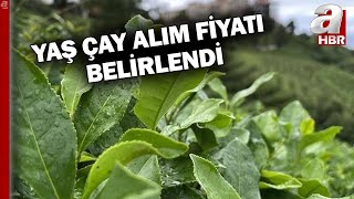 2024 Yılı Yaş Çay Alım Fiyatı Belli Oldu l A Haber [upl. by Ahsircal]