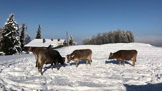 Winterzauber  Teil 2  Jodlerklub EbnatKappel Toggenburg mit dem Naturjodel D’Begegnig [upl. by Notsla]