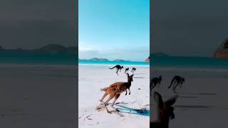 Explore youtubeshorts travel pettravel nature explorethebeautyofnature beautiful [upl. by Aisirtap]