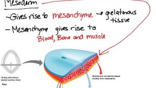 Embryonic Tissues [upl. by Daugherty]