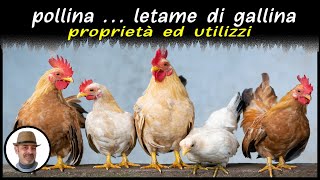 POLLINA IL LETAME DELLE GALLINE utilizzi e dosi [upl. by Nylsej]