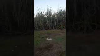 youtube cow micropig animals piglet agro pig nature familiapig pigue [upl. by Ahseen]